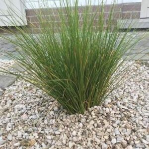 Pronssisara "Phoenix Green"
