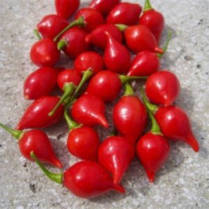 Ruukkuchili "Button Red"