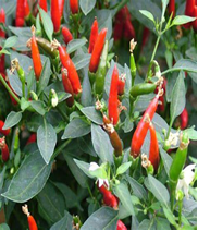 Ruukkuchili "Demon Red"