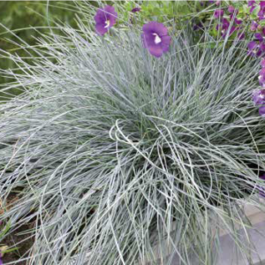Sininata "Festina"